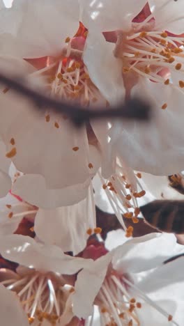 a bee flying around the almond blossom