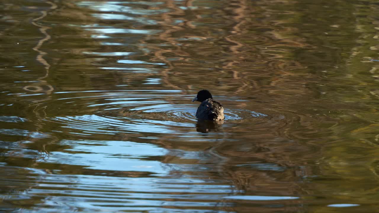 una coot común, flotando y nadando en el lago de agua dulce ondulante, limpiando y arreglando sus plumas al atardecer, toma de cerca de la belleza serena de la naturaleza