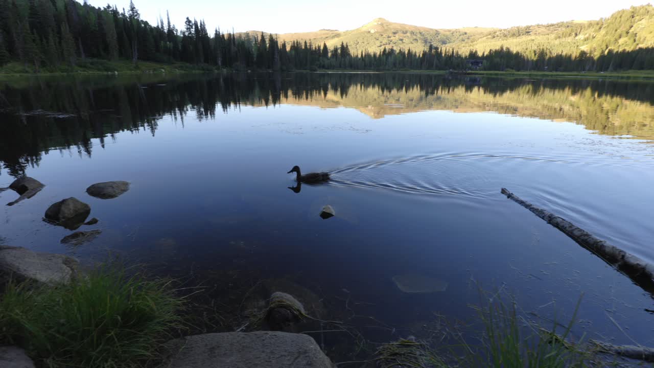 Side tracking shot of duck swimming through calm lake in the mountains of Utah