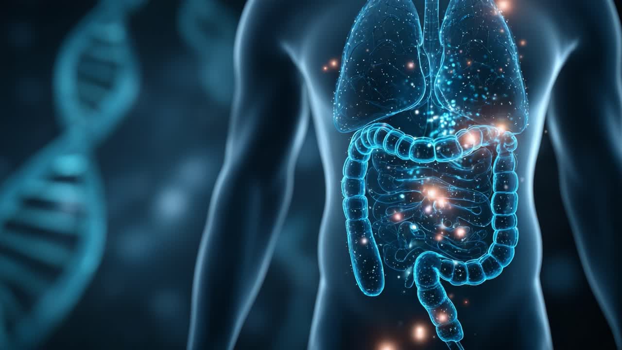 An Intricate Visualization of the Human Body's Internal Systems, Showcasing Lungs and Digestive Organs with a Stunning Digital Representation of Biological Structures