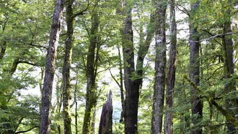camera slowly pans across dense, green rainforest with tall mossy trees in natural daylight. soft, diffuse lighting enhances the tranquil, untouched forest atmosphere
