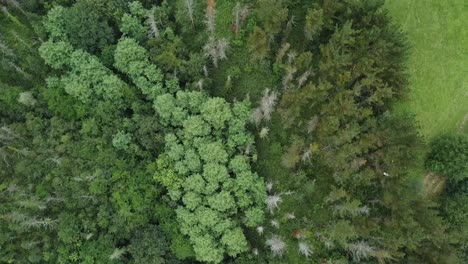 flight over a forest in the basque country in spain