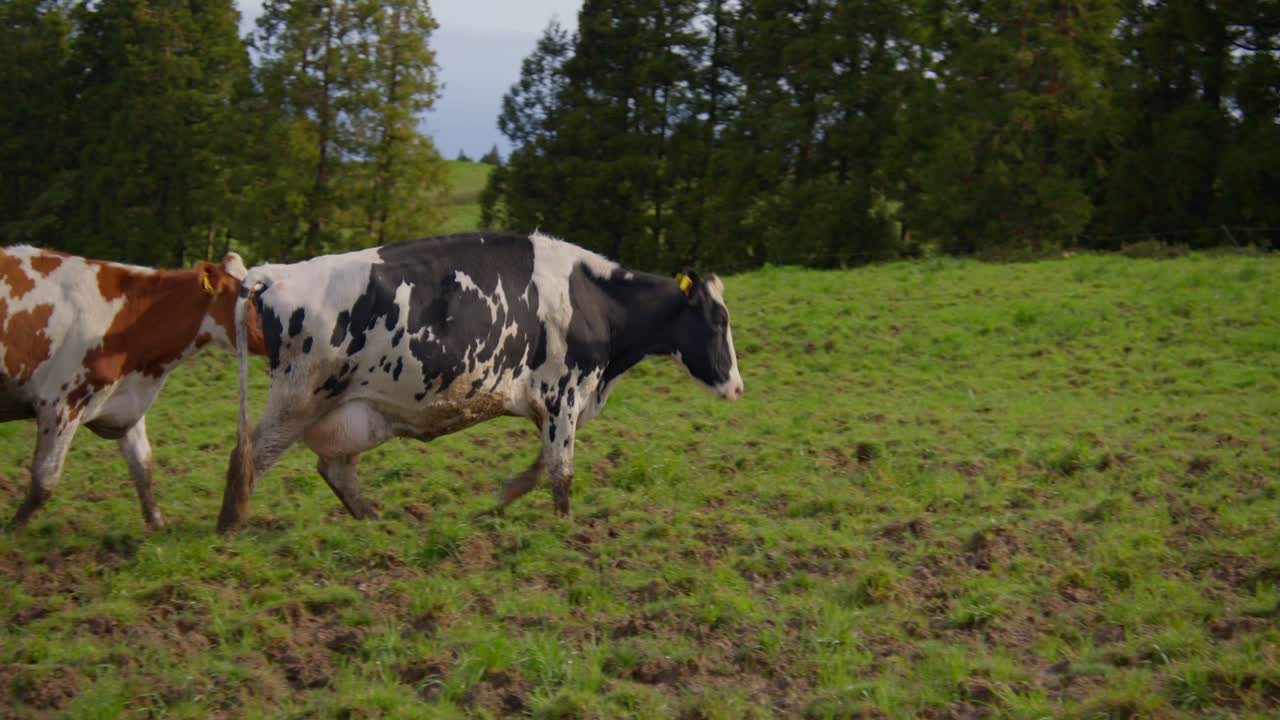 vaca luchando para escalar el campo en un día soleado, mientras lleva leche