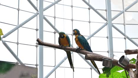 A-pair-of-Blue-and-Gold-Macaws-at-the-indoor-forest-in-Dubai,-United-Arab-Emirates