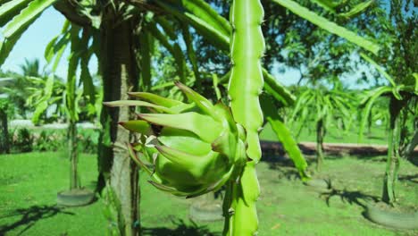 a young green dragon fruit on a tree at a dragon fruit farm