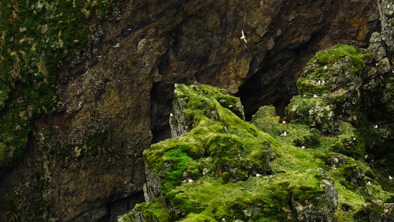 Uccelli in volo lungo le cime verdi delle montagne costiere in Islanda, parallasse aerea