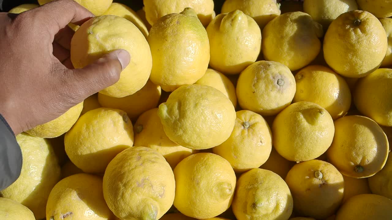 Raccolta a mano di un limone fresco da una pila