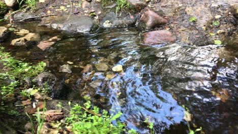 forest well-maintained spring. from the ground there is a stream of wonderful clean water, suitable for drinking.