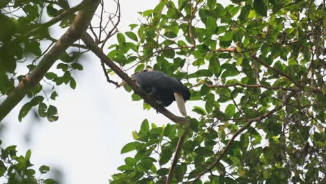 visto desde abajo encaramado en una rama alta mientras mira hacia el tramo del bosque, rhyticeros undulatus, macho, tailandia