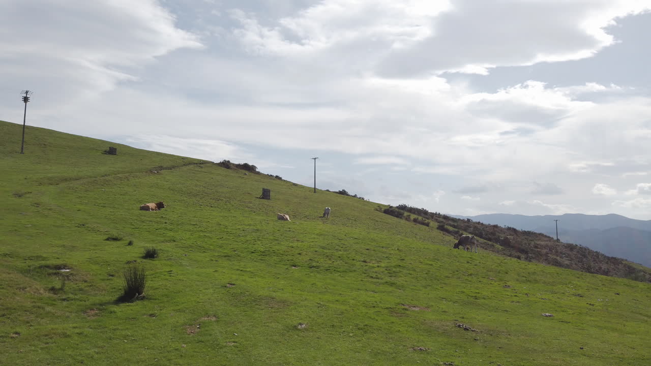 Cows grazing on a green hillside