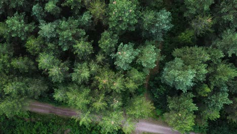 dirt road intersection and conifer tree tops, aerial top down view