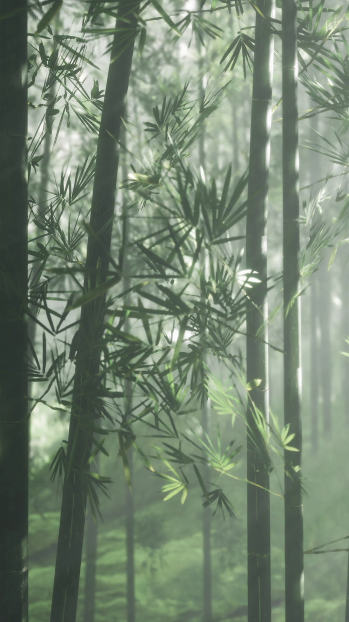 Bamboo forest with mist in the morning light during early spring season