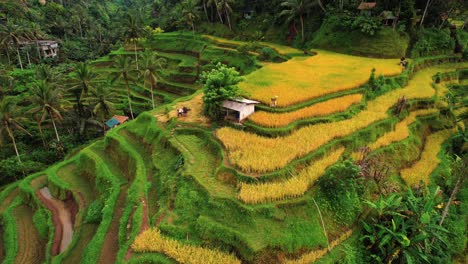 tegalalang rice terrace drone view of worker threshing in ubud, bali