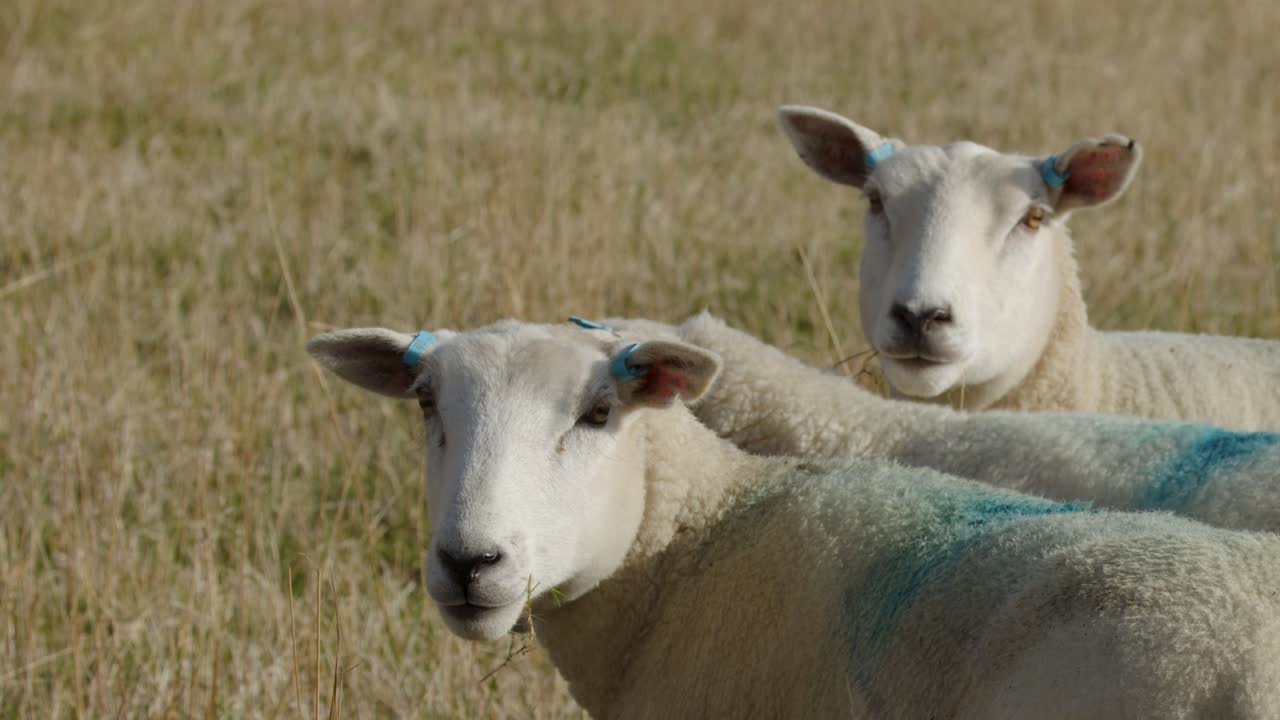Several Scottish Highland sheep stand and graze in a sunlit grassy field, with gentle camera panning and natural daylight highlighting their woolly coats