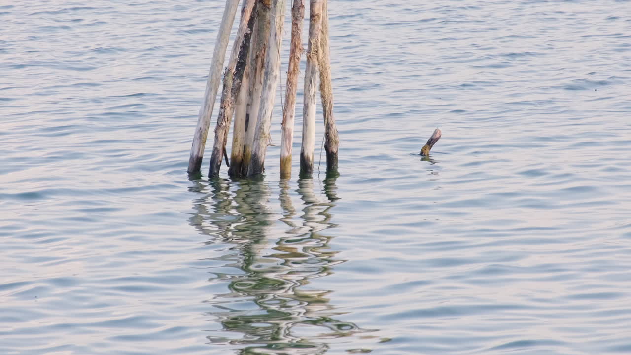 ondas de agua del lago con bosques que se reflejan en el agua - primer plano estático
