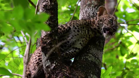 Der-Indochinesische-Leopard-Ist-Eine-Gefährdete-Art-Und-Eine-Der-Großen-Katzen-Thailands