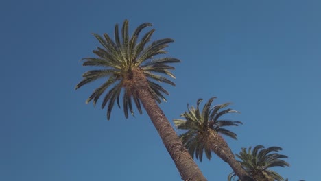 Three-date-palms-perspective-in-front-of-the-blue-sky-in-Morocco