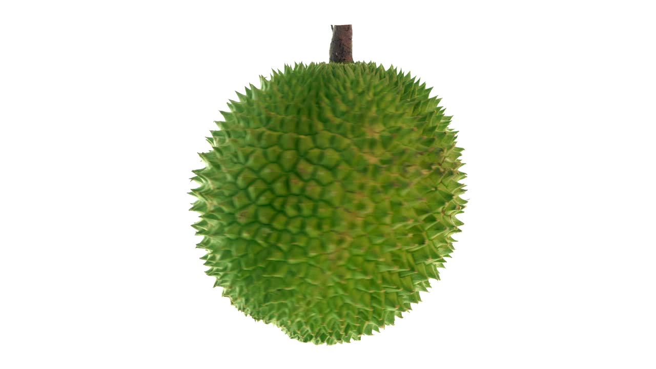 durian girando sobre un fondo blanco.