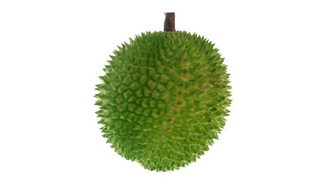 spinning durian on white background.