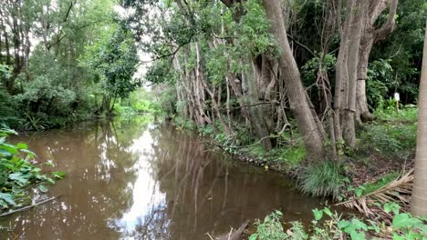 movimiento lento a lo largo de un arroyo boscoso sereno