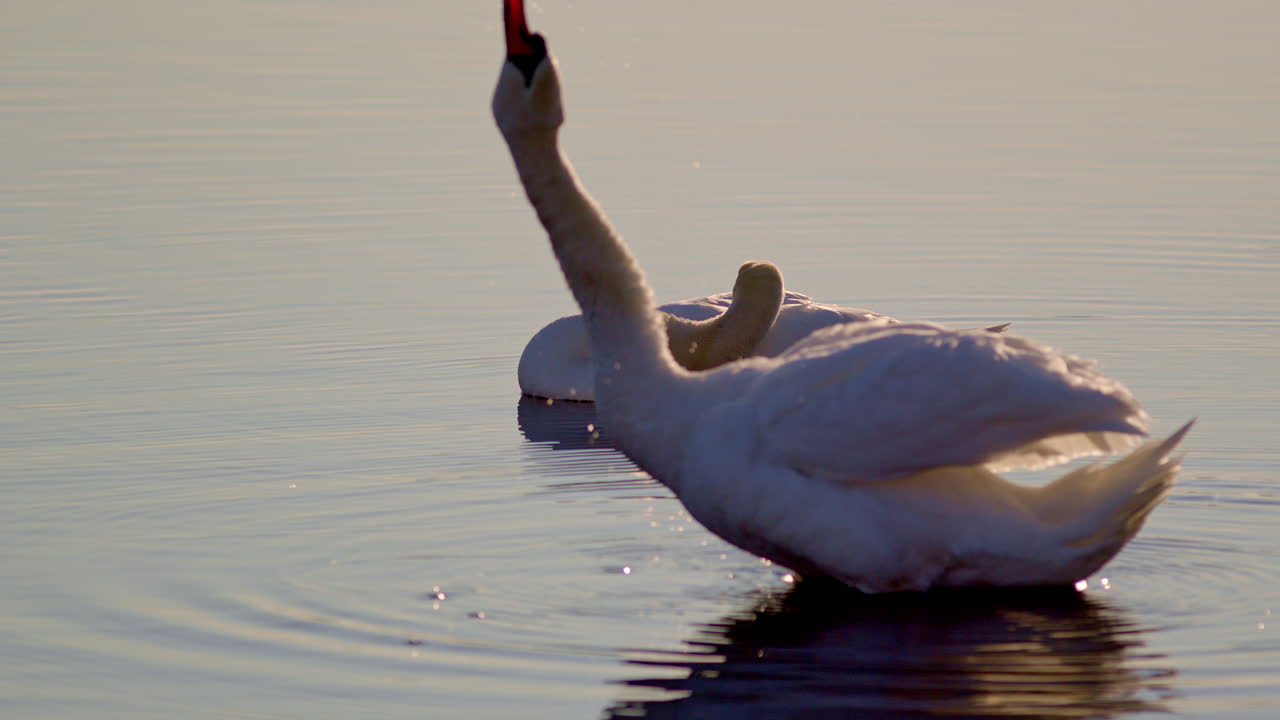 Slow motion shot of swan shaking off water and preening in a silly way