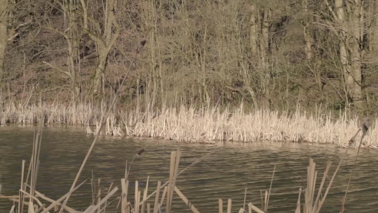 Tall grass reeds blows in the breeze near waterside landscape wide shot tilting shot