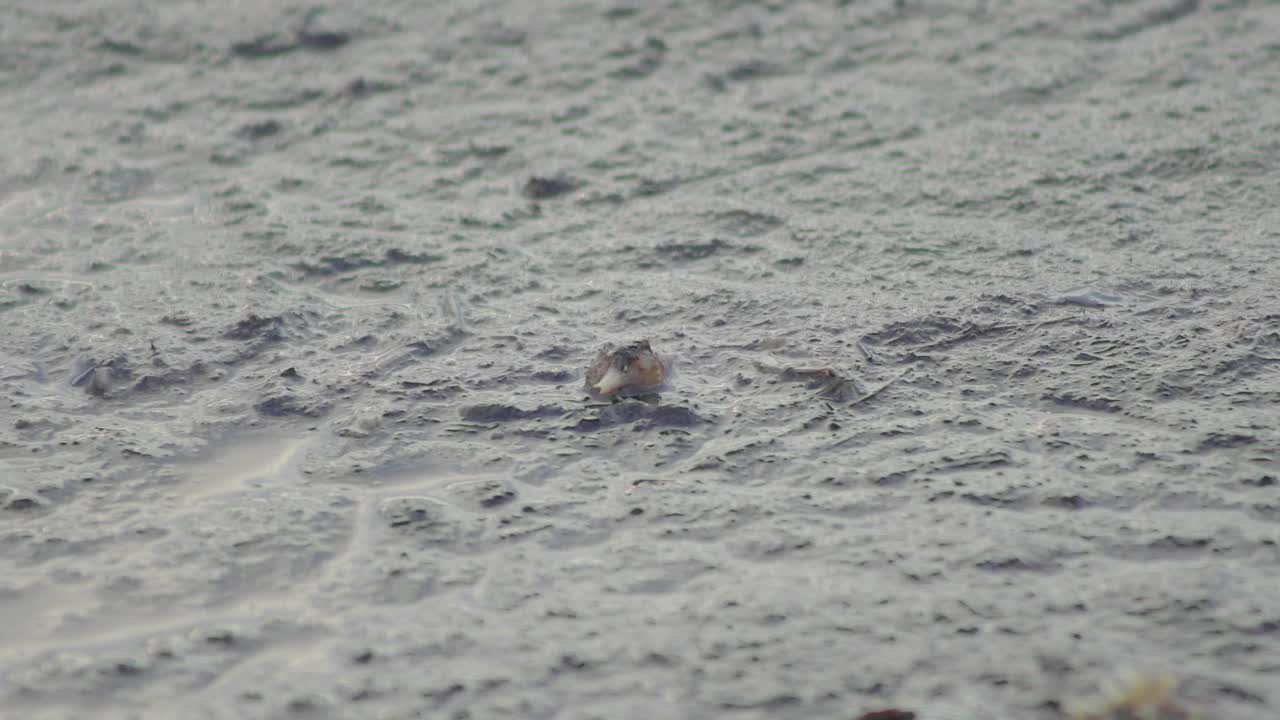 동남아시아 말레이시아의 진흙탕 늪 썰물 해변에서 기어 다니는 소라게