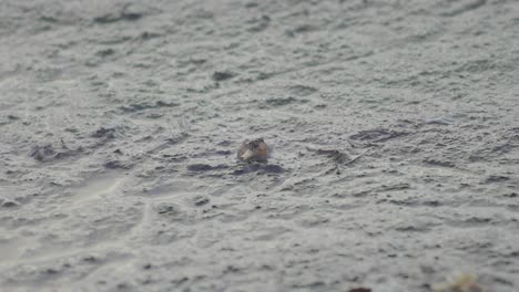 Hermit-crab-crawling-at-muddy-swamp-low-tide-beach-in-Southeast-Asia-Malaysia