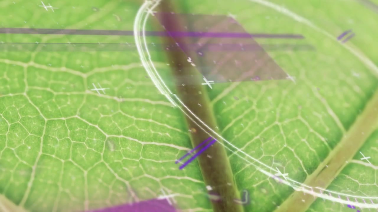 Foglia verde che funge da ancora, con grafici che svaniscono e poi scorrono per evidenziare la rete di venature e il movimento.