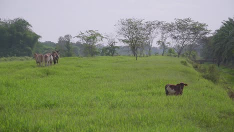 cow on the beautiful meadow