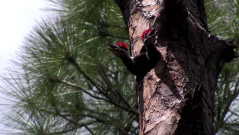 un pájaro carpintero pileated en un árbol 1