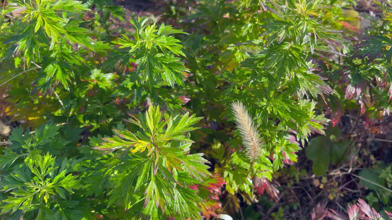 Tanaman obat Yomogi mugwort tertiup angin sepoi-sepoi di bawah sinar matahari, sudut tinggi