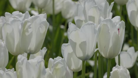 white tulips with green stems flowing in the wind in full bloom