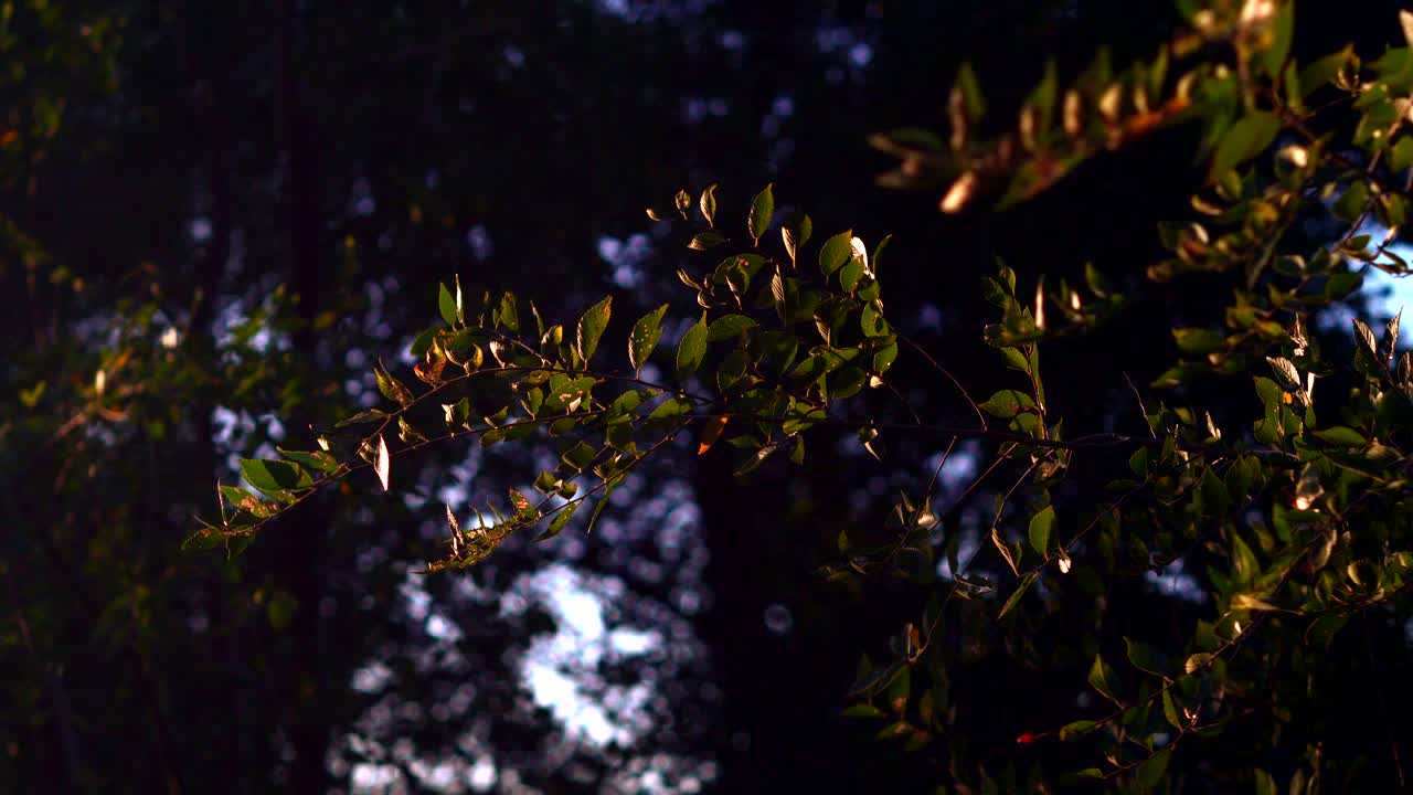 hojas de otoño bajo los últimos rayos de sol al atardecer