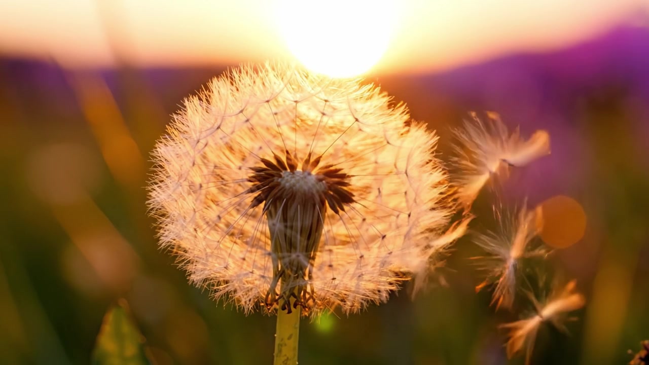 Een prachtige close-up van een paardenbloempluis omringd door mooie bokeh, die de magie van zonsonderganglicht vastlegt in een serene natuurlijke omgeving.