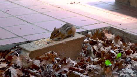 chipmunk family play with each other outside and emerge from burrow