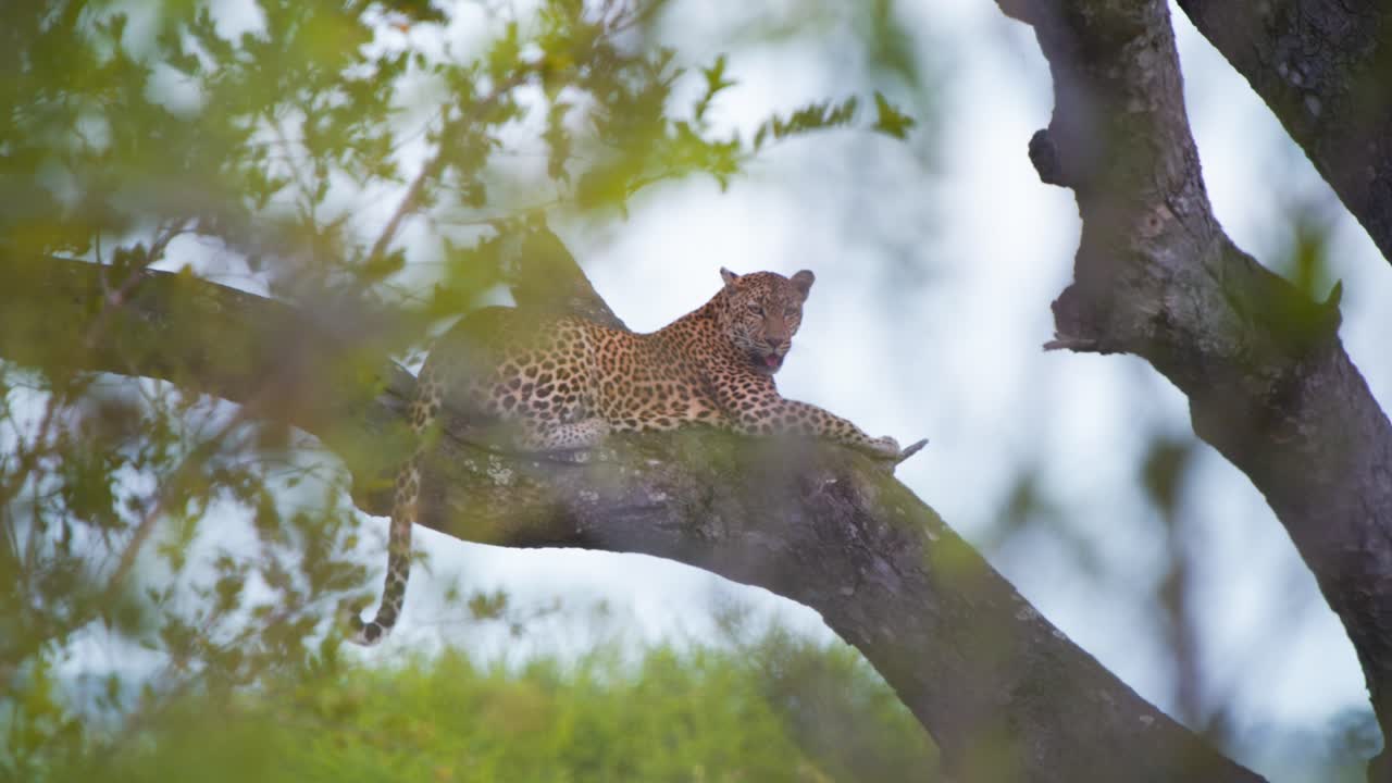 Gölgede büyük bir ağaç dalında dinlenen, nefes nefese kalmış Afrika leoparı.