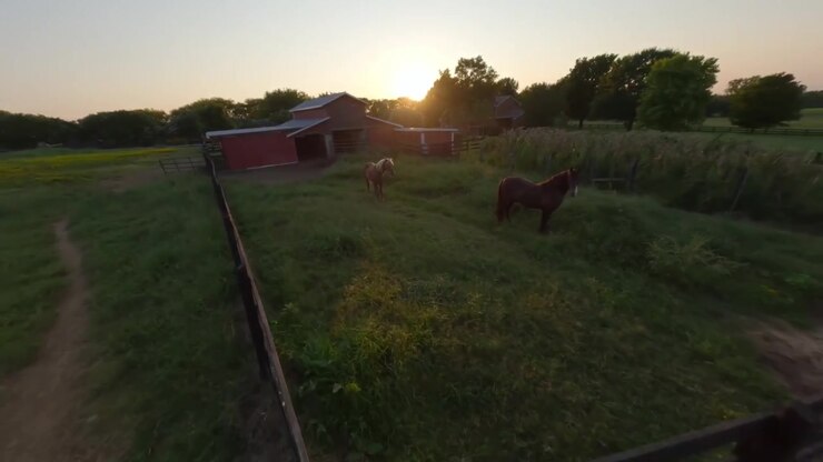 Metraje de video de dron FPV capturado durante la hora dorada en una granja en Tennessee, con luz solar dorada cubriendo las flores en un campo y el granero a lo lejos