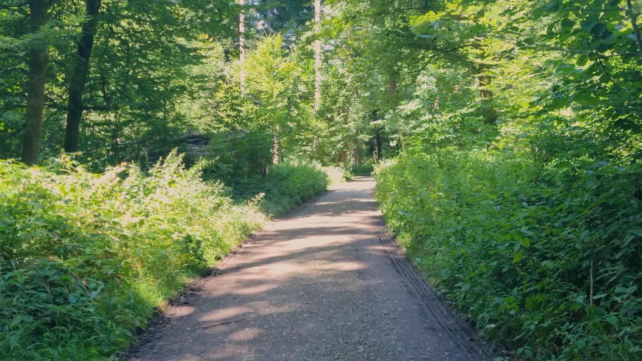 Scenic hiking trail in the Bremgartenwald forest, Bern, Switzerland, on a sunny summer day, surrounded by lush Central European greenery and offering a peaceful recreational escape