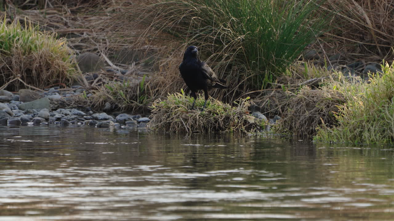 Shot Of A Large Billed Crow By The Futakotama River In Tokyo, Japan - close up