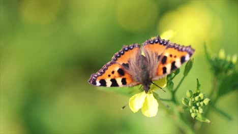 Butterfly-closeup-on-a-flower-in-slow-motion