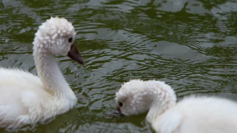 Cygninae-De-Un-Año-Y-Medio-De-Edad,-Jóvenes-Cisnes-Cygnets-Nadando-En-Un-Lago-Verde-Natural-Bevy-Cuña-Hermanos-Masculinos-Y-Femeninos-Sagrada-Tradición-Griega