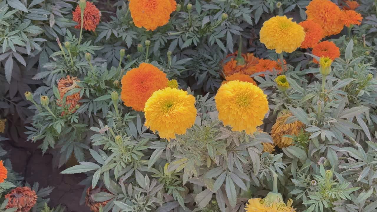 Closeup of orange marigold flowers blooming in the garden