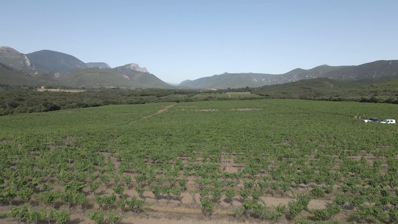 extenso viñedo de vino francés cerca de saint paul de fenouillet, pirineos