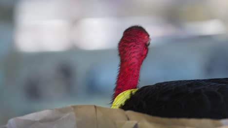 male australian brush turkey pecks at food bag in picnic spot