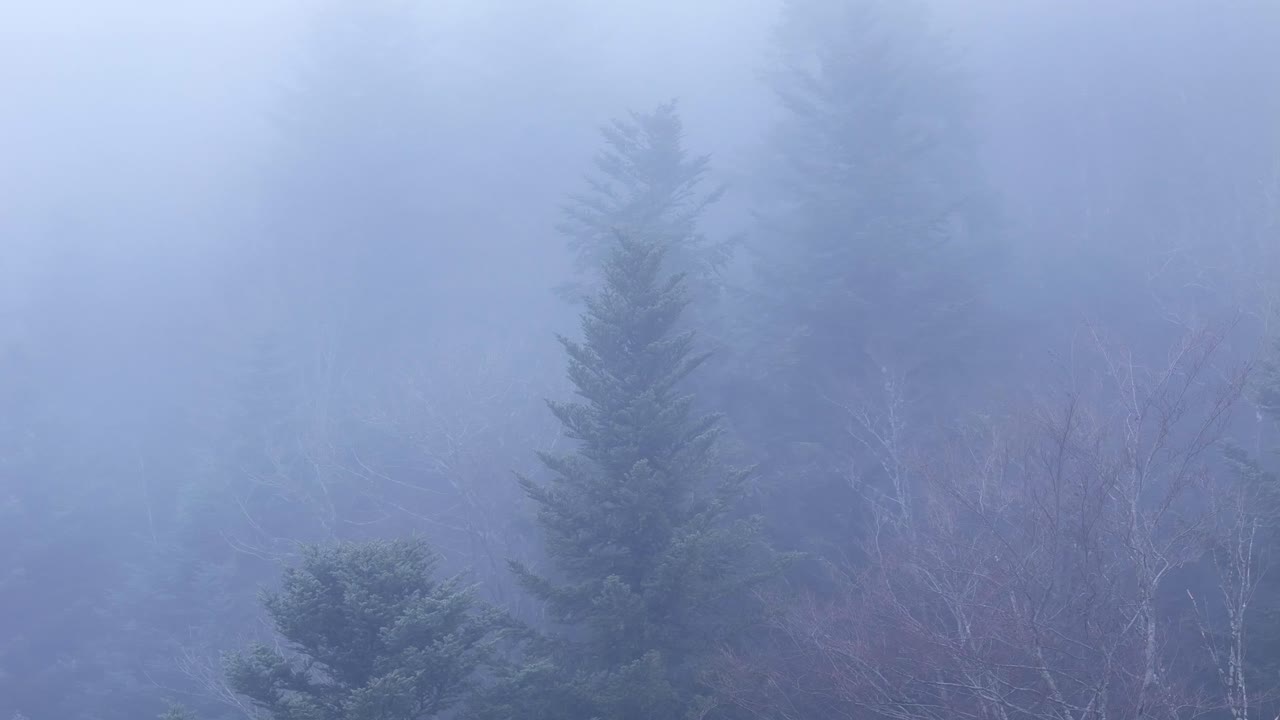 에테리얼 무디 산림 위의 두꺼운 안개를 통해 유령 나무 주위를 공전하는 항공기