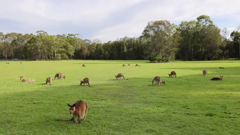 multiple kangaroos feeding and resting in open field