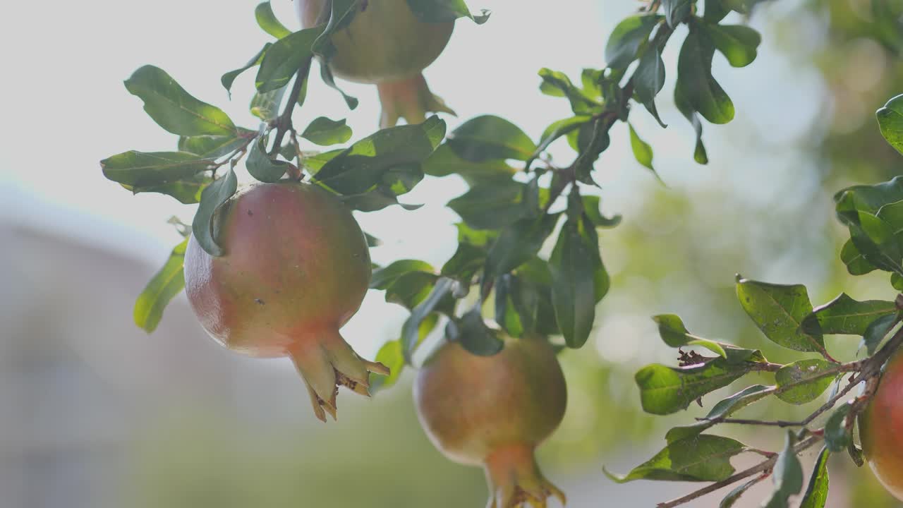 Alcuni frutti freschi di melograno sul ramo di un albero di melograno alla luce del sole