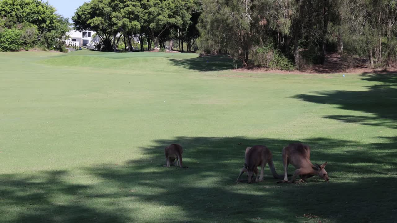 Kangaroos peacefully grazing in a sunlit open field