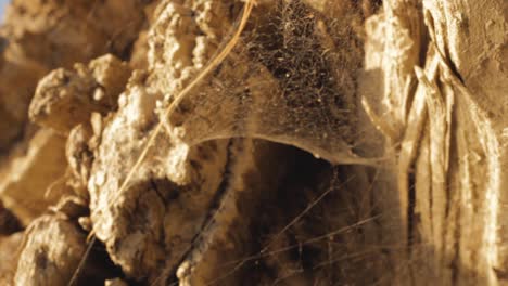 cobwebs on the thick bark of a giant tree blowing in the breeze creepy hints of spiders haunting quiet peaceful breathing organic nature